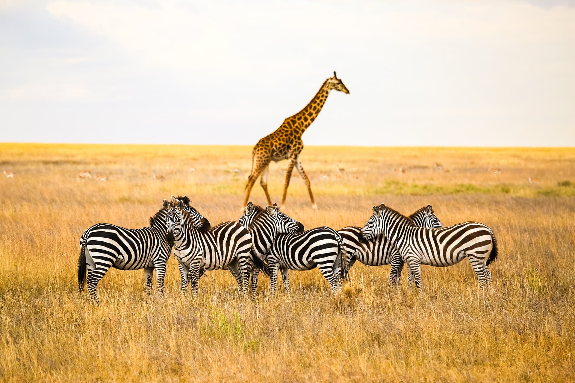 Jour 3 : Serengeti – Ngorongoro Crater