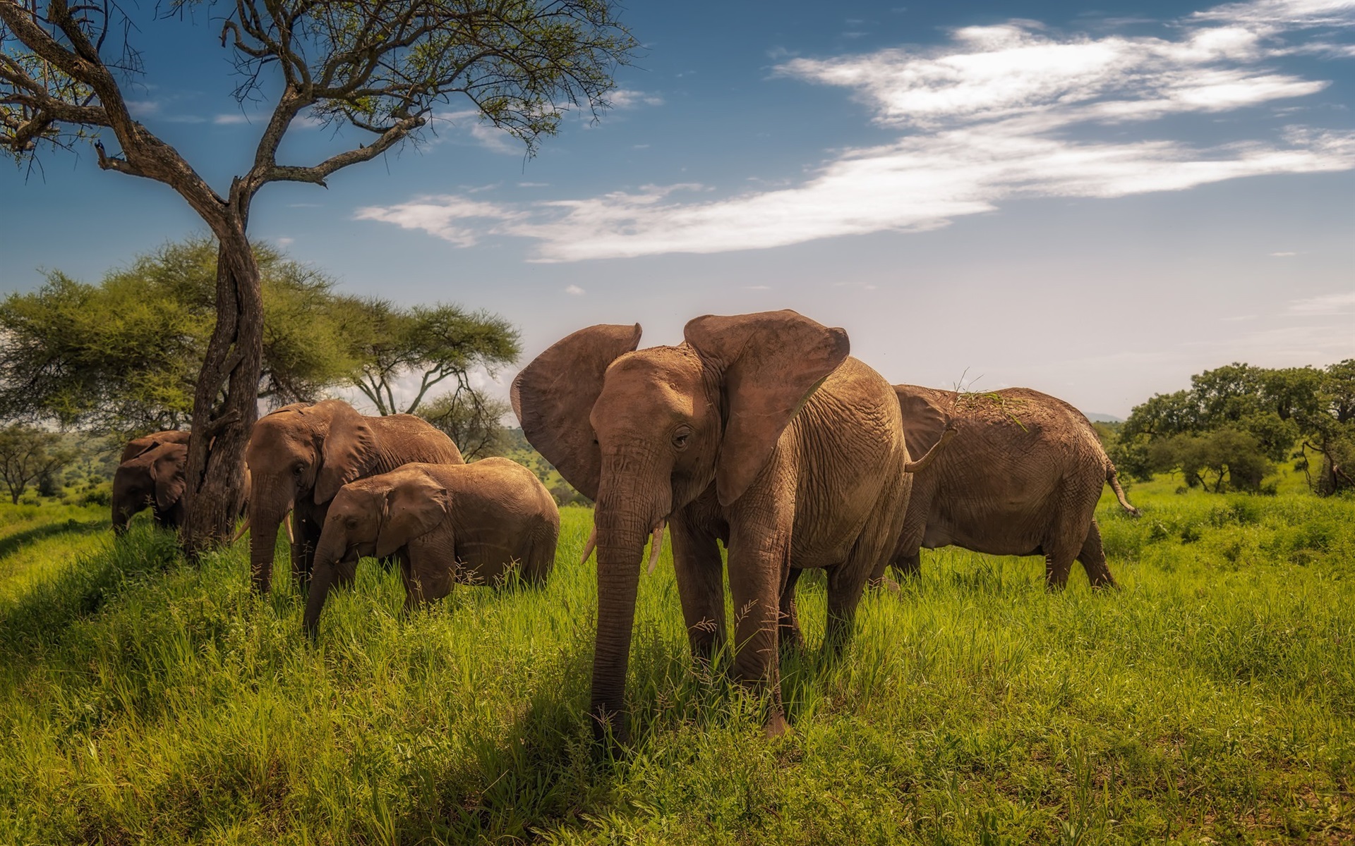 tarangire ngorongoro & serengeti safari