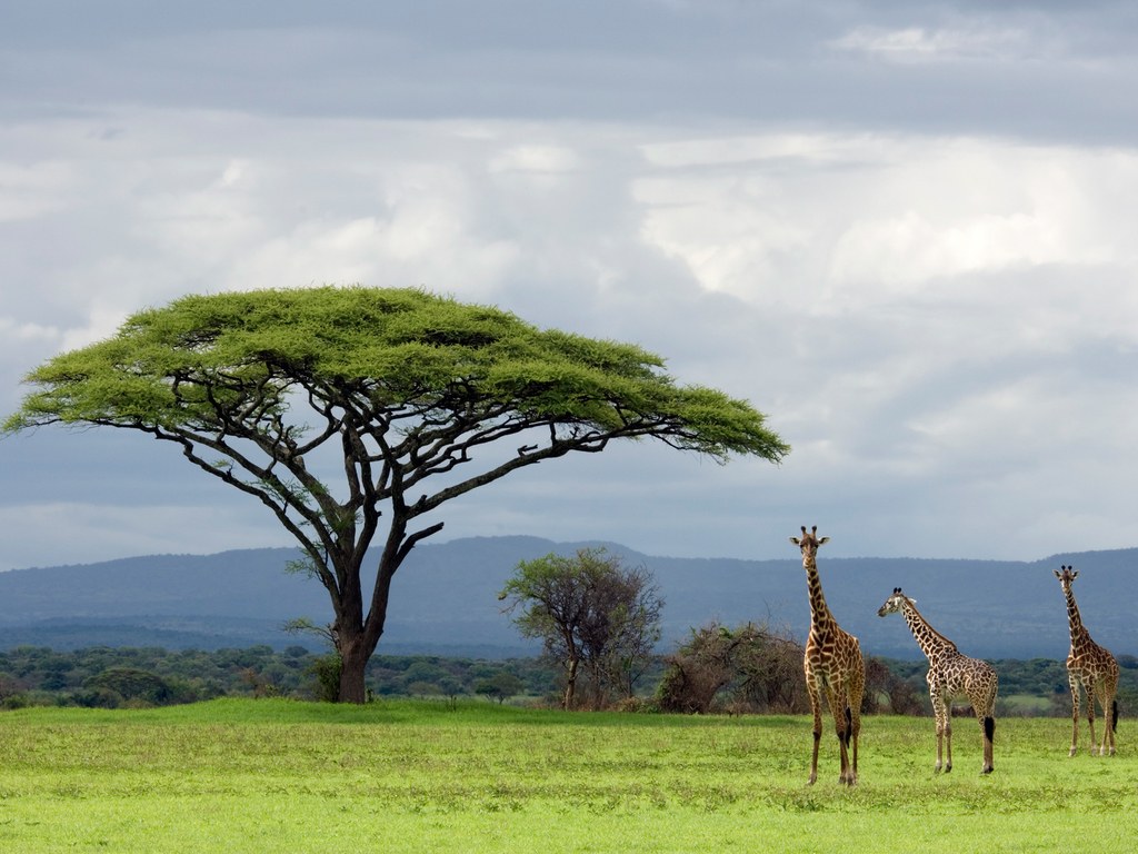 Jour 4 : Ngorongoro – Arusha